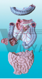 The dissection model of colon and jejunoileal intestine